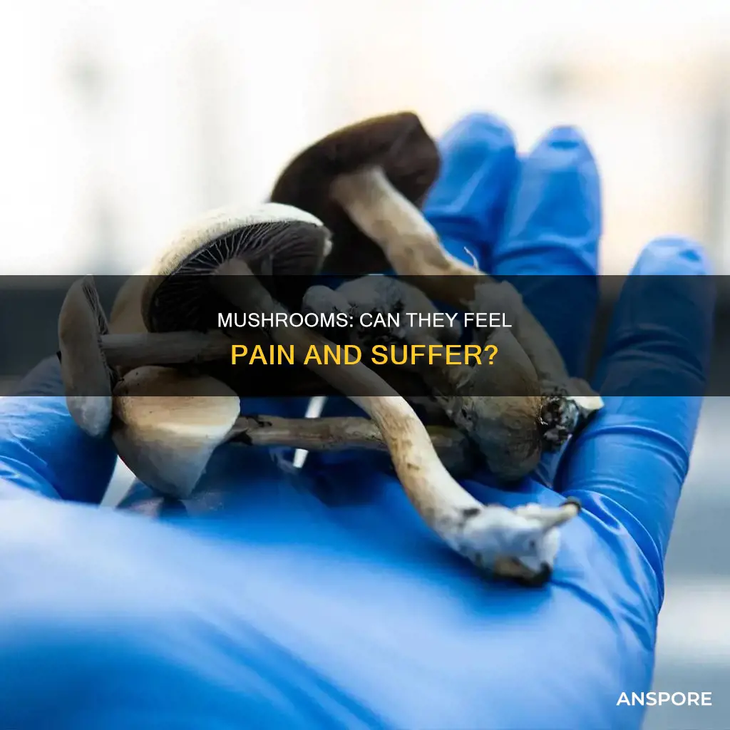 do mushrooms feel pain