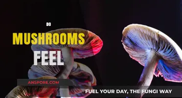 The Emotional World of Mushrooms