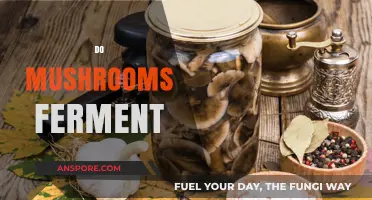 Mushroom Mysteries: Fermentation Explored