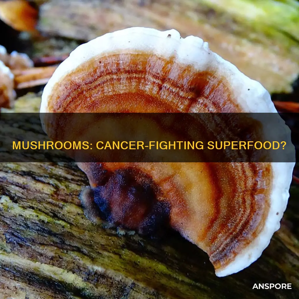 do mushrooms fight cancer
