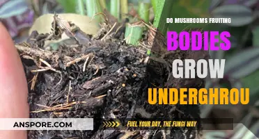 Do Mushroom Fruiting Bodies Grow Underground? Unveiling the Fungal Mystery