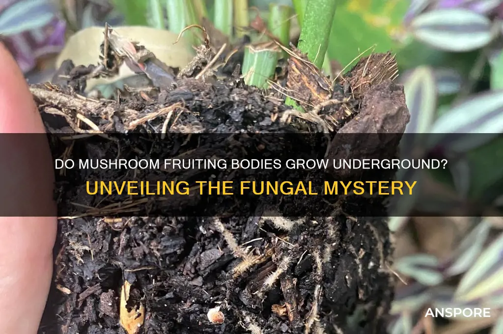 do mushrooms fruiting bodies grow underghround