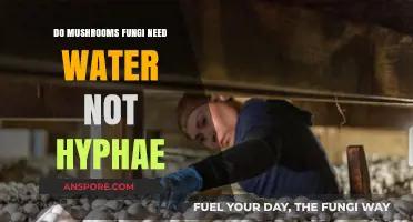 Do Mushrooms Require Water Instead of Hyphae for Growth?