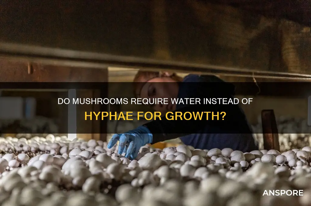 do mushrooms fungi need water not hyphae