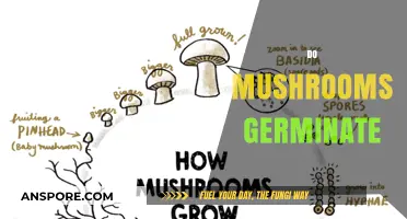 Mushroom Germination: How Does It Work?