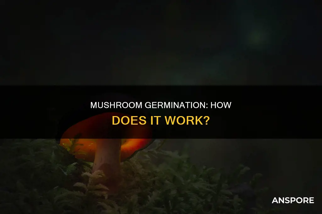 do mushrooms germinate
