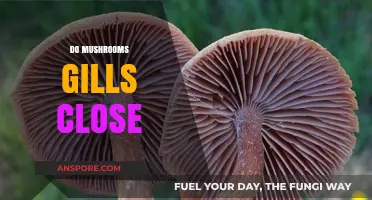 Mushroom gills: Do they close or open?