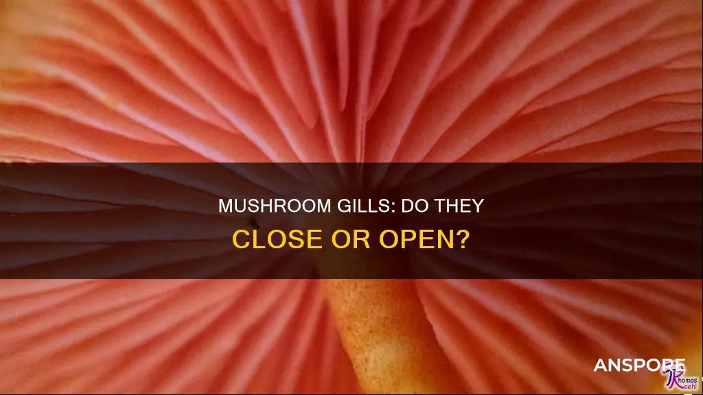 do mushrooms gills close