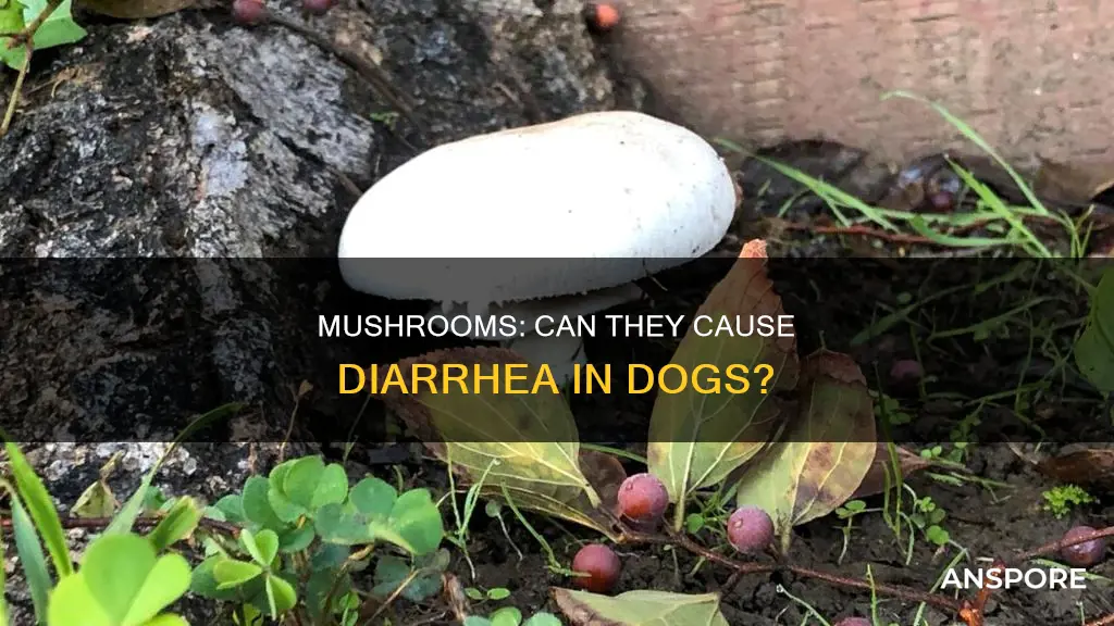 do mushrooms give dogs diarrhea