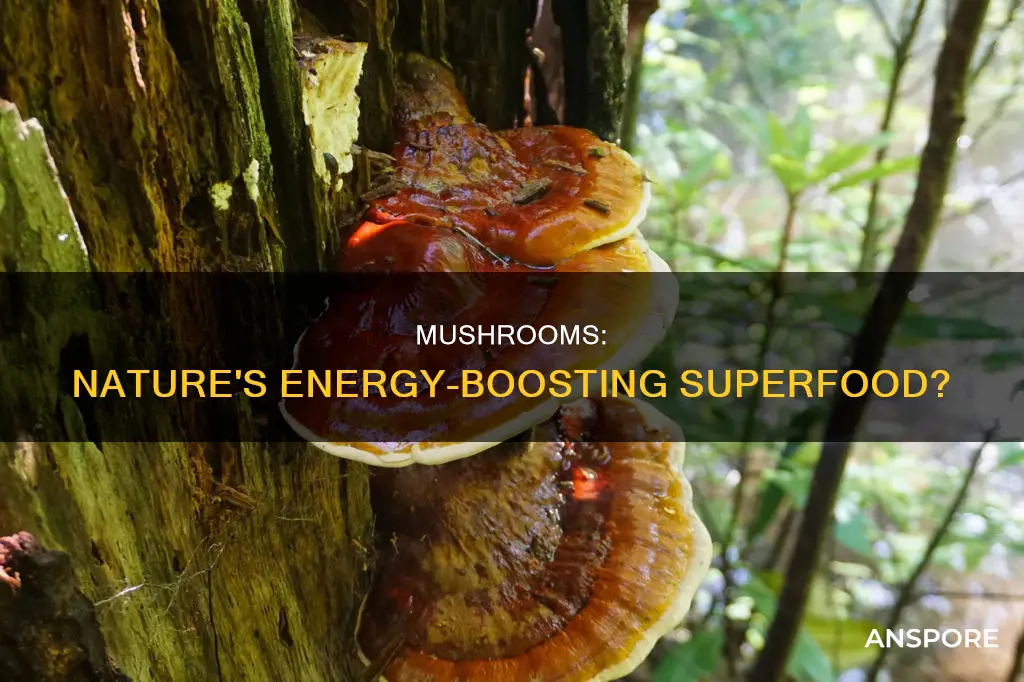 do mushrooms give energy