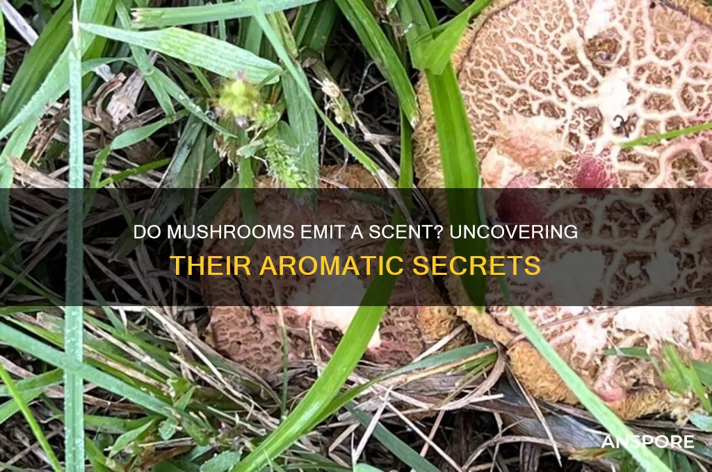 do mushrooms give off a smell