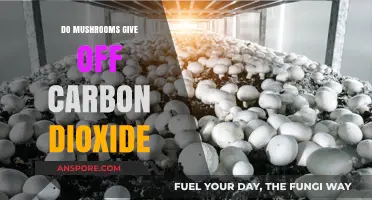 Do Mushrooms Release Carbon Dioxide? Exploring Fungal Respiration