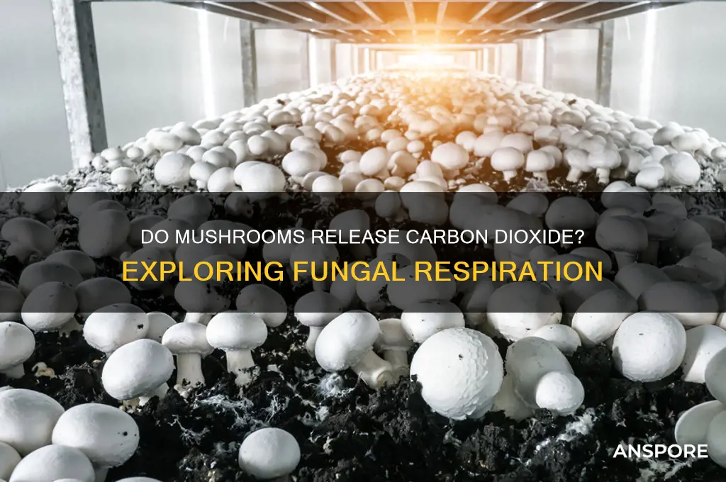 do mushrooms give off carbon dioxide