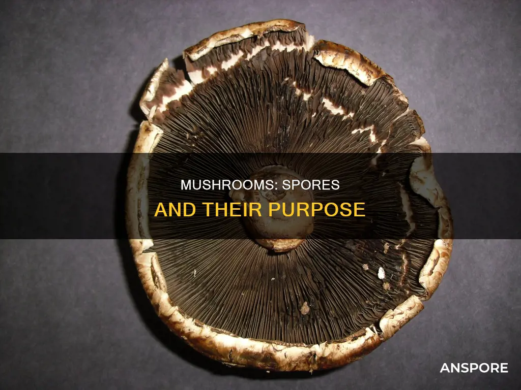 do mushrooms give off spores