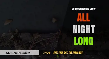 Do Mushrooms Glow All Night? Unveiling Bioluminescent Fungi Secrets