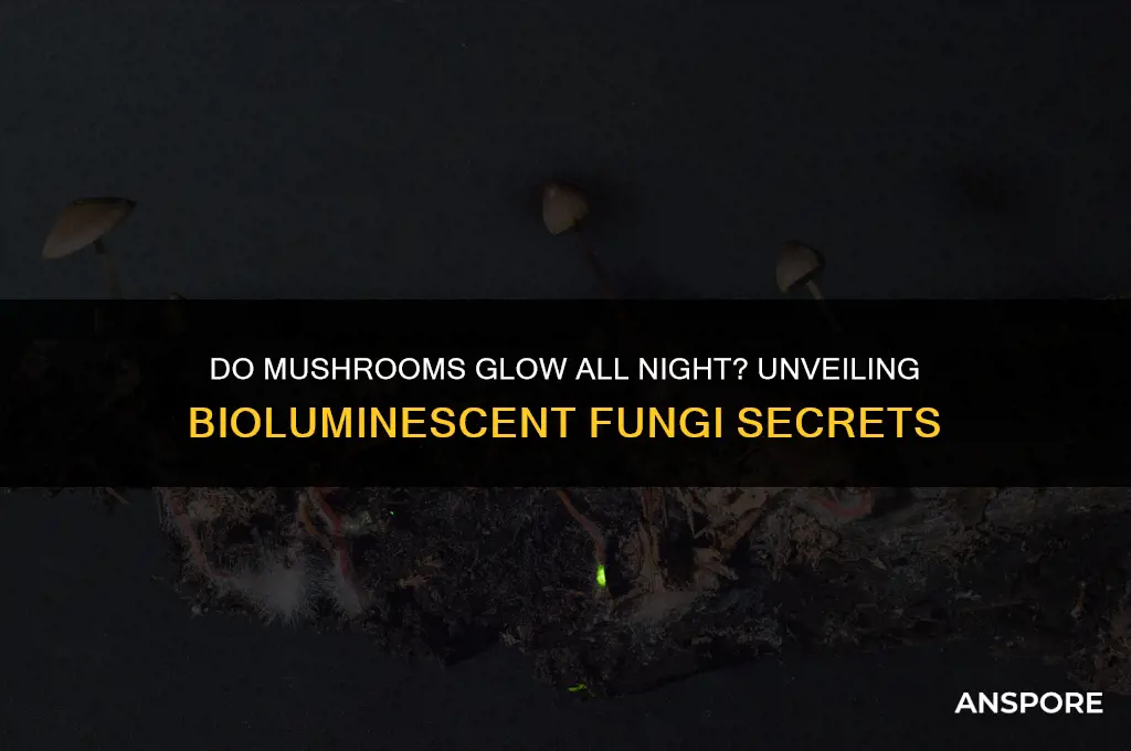 do mushrooms glow all night long