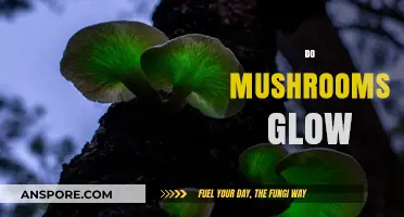 Mushrooms' Glowing Mystery: Why and How They Shine