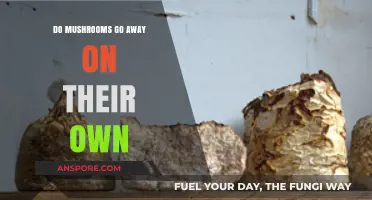 Will Mushrooms Disappear Naturally? Understanding Their Lifecycle and Decay