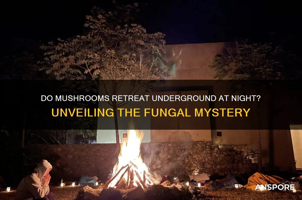 do mushrooms go back in the ground at night