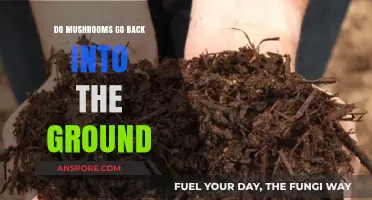 Do Mushrooms Decompose and Return Nutrients to the Soil?