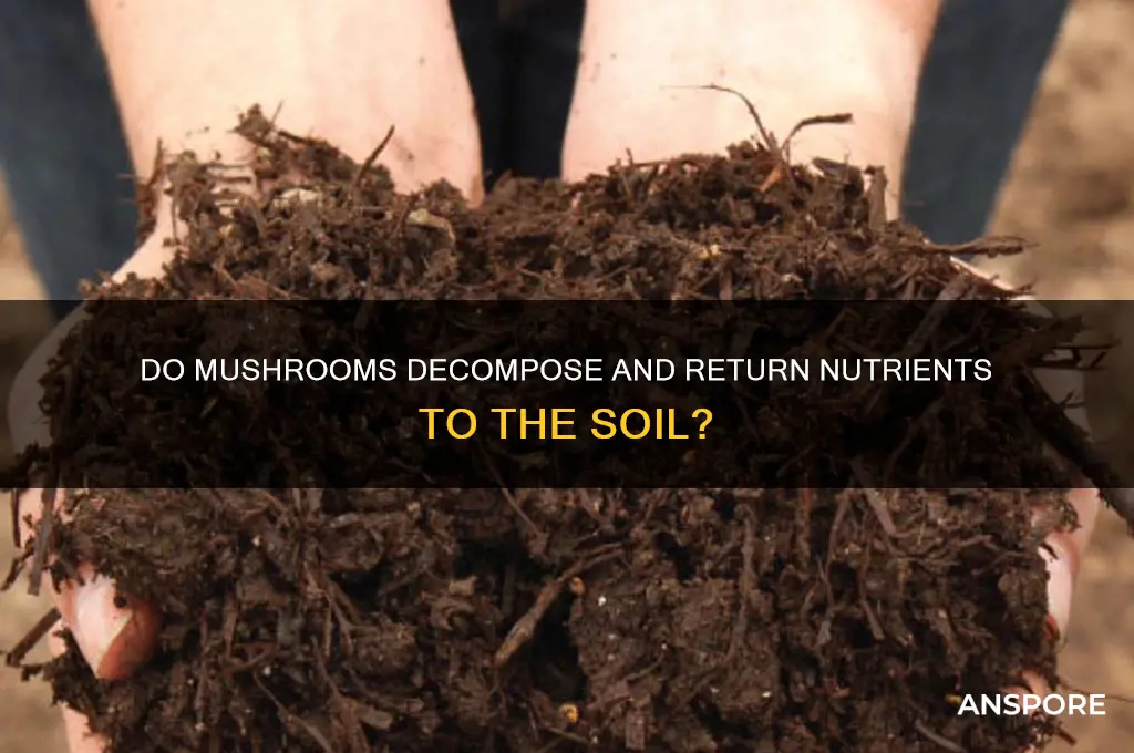 do mushrooms go back into the ground
