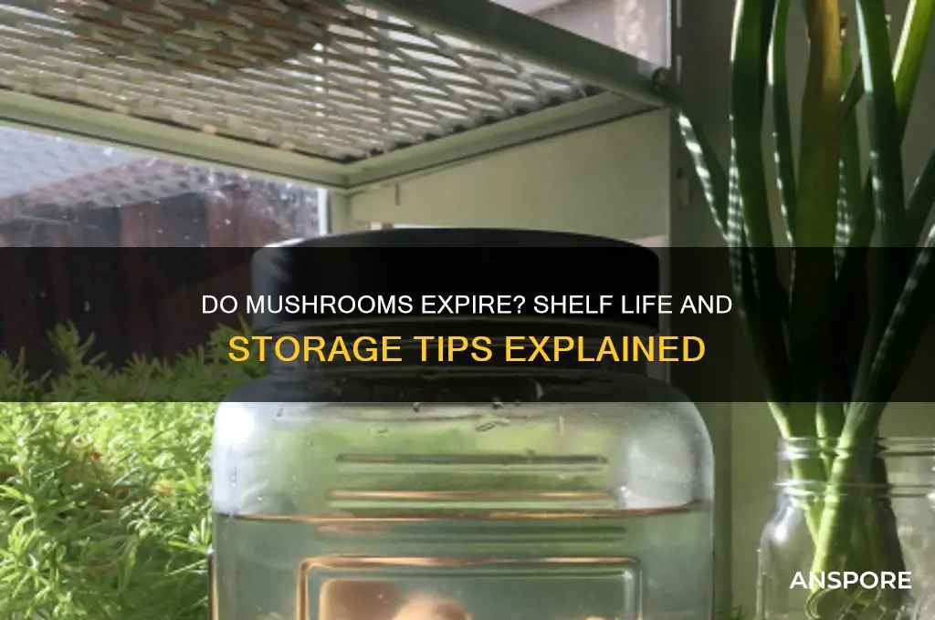 do mushrooms go out of date