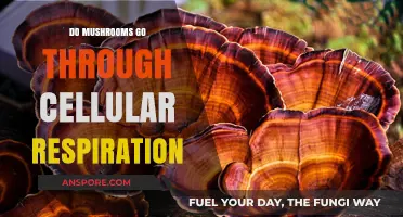 Do Mushrooms Undergo Cellular Respiration? Unveiling Their Metabolic Secrets
