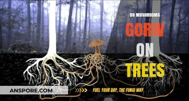 Mushrooms and Trees: A Complex Relationship