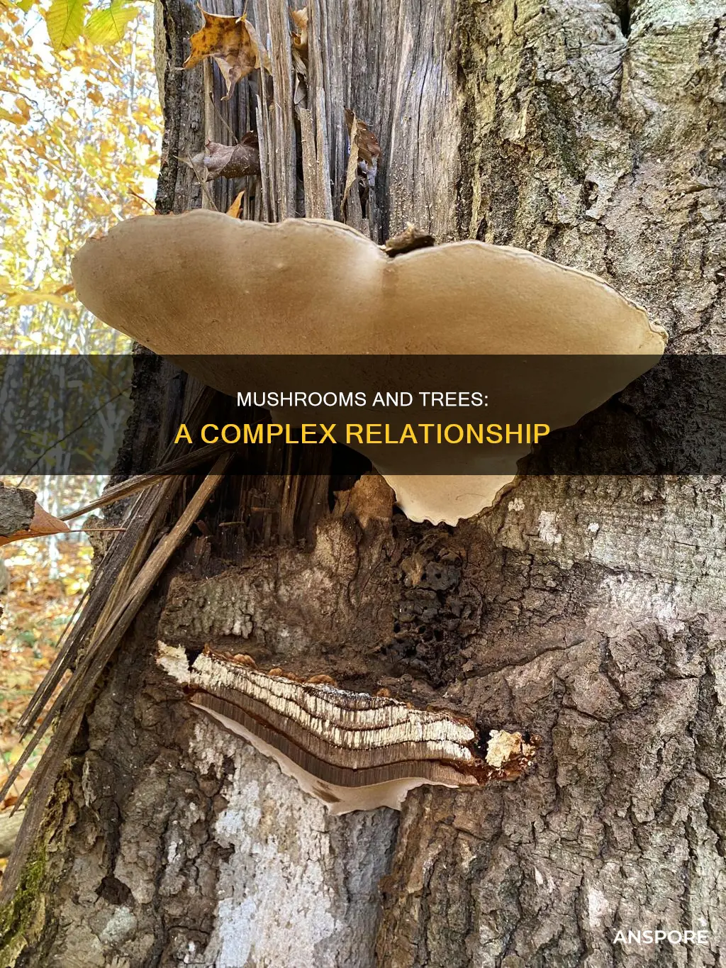 do mushrooms gorw on trees