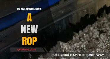 Can Mushrooms Regenerate Their Mycelium After Harvesting?