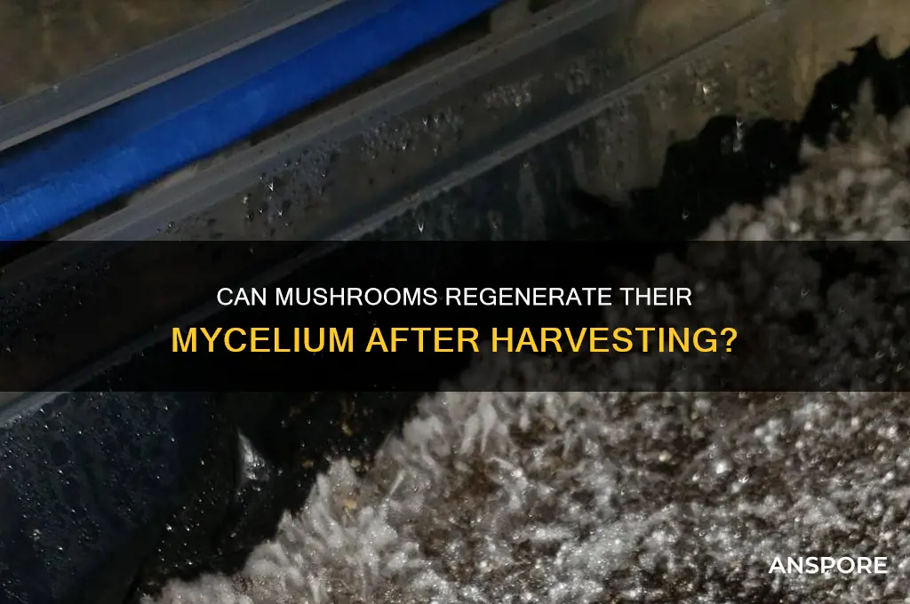 do mushrooms grow a new rop