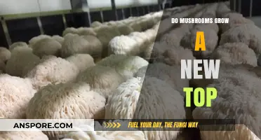 Do Mushrooms Regenerate Their Tops? Exploring Fungal Growth and Recovery