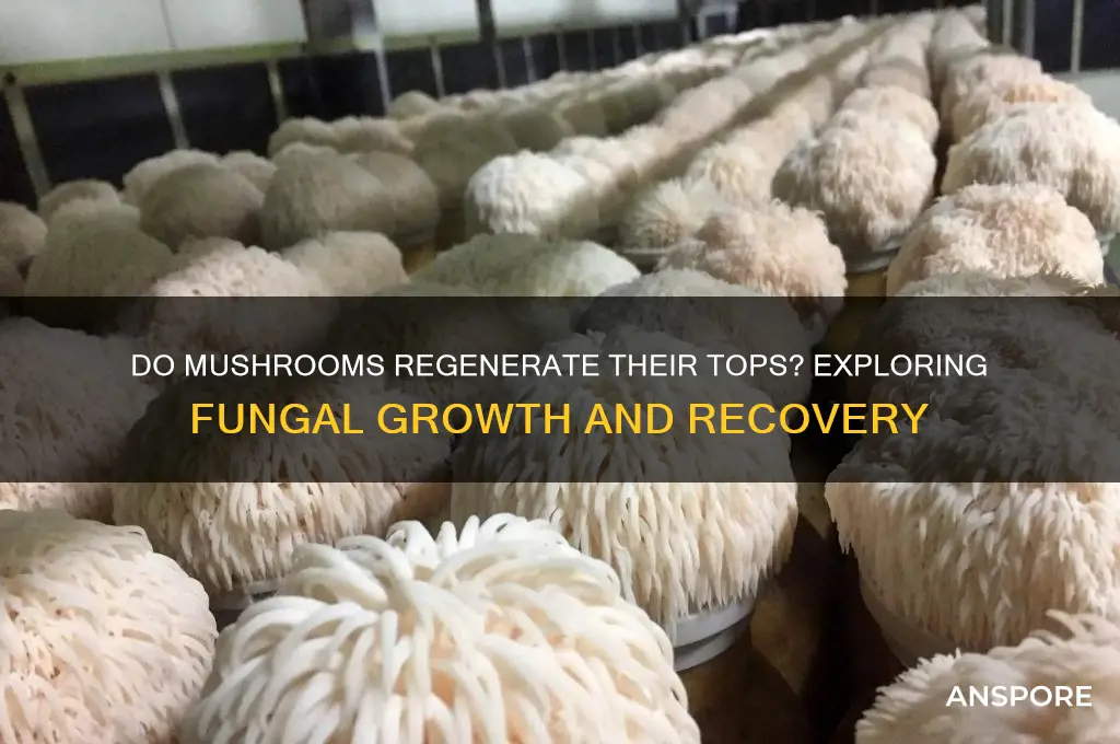 do mushrooms grow a new top