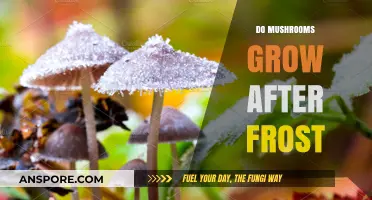 Mushroom Growth Post-Frost: Unveiling the Impact of Cold on Fungi