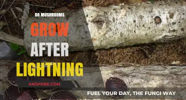 Lightning's Fungal Aftermath: Unveiling the Mystery of Post-Storm Mushroom Growth