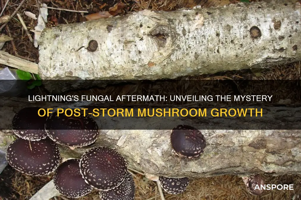 do mushrooms grow after lightning