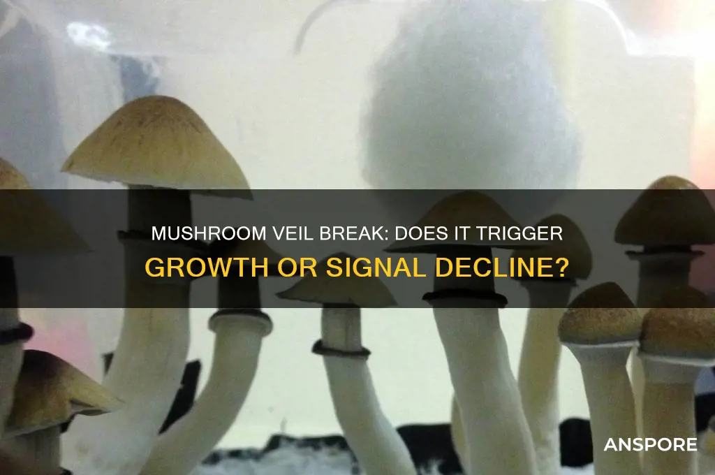 do mushrooms grow after the veil breaks