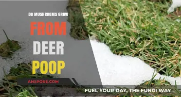 Do Mushrooms Thrive in Deer Droppings? Unveiling the Surprising Connection