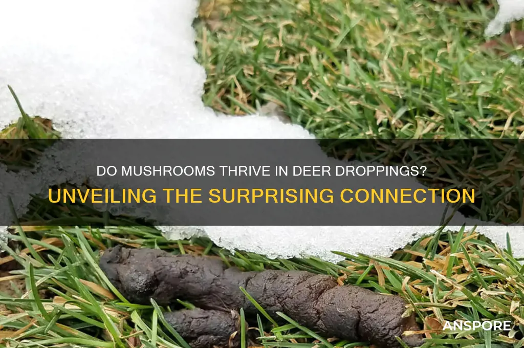 do mushrooms grow from deer poop