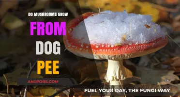 Can Dog Pee Really Make Mushrooms Grow? Uncovering the Truth