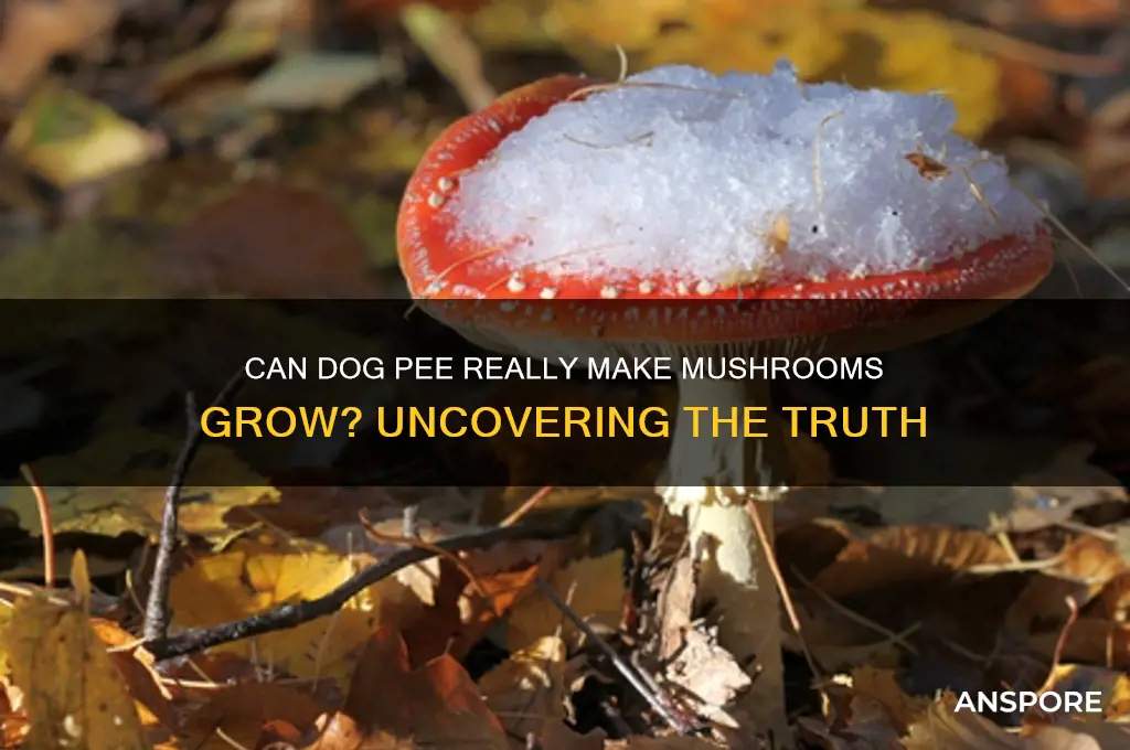 do mushrooms grow from dog pee
