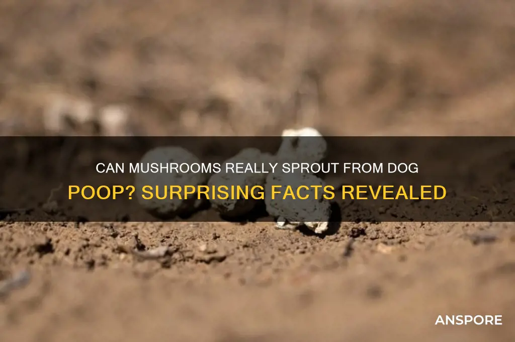 do mushrooms grow from dog poop