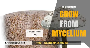 Do Mushrooms Grow from Mycelium? Unveiling the Fungal Network's Secrets