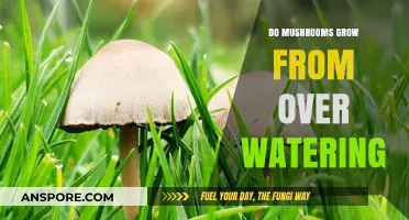 Overwatering and Mushrooms: Uncovering the Truth Behind Fungal Growth