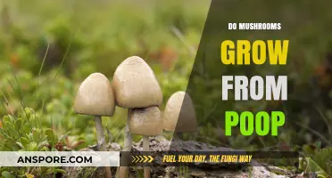 Do Mushrooms Grow from Poop? Unveiling the Surprising Truth