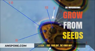 Do Mushrooms Grow From Seeds? Unveiling the Fungal Reproduction Mystery