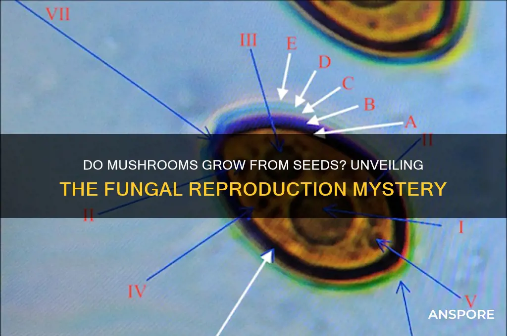 do mushrooms grow from seeds