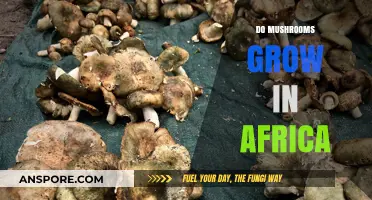 Exploring Africa's Fungal Diversity: Do Mushrooms Thrive in African Ecosystems?