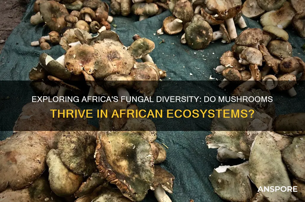 do mushrooms grow in africa
