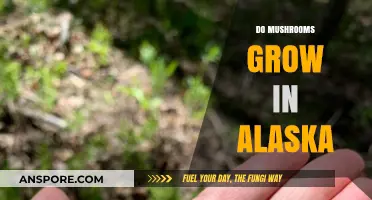 Exploring Alaska's Fungal Diversity: Do Mushrooms Thrive in the Last Frontier?